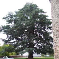 Cèdre de l'Atlas / Cedrus atlantica